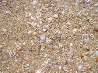 conchiglie spiaggia Lido Marini